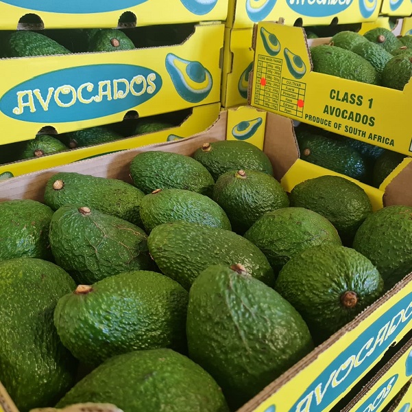 Avos