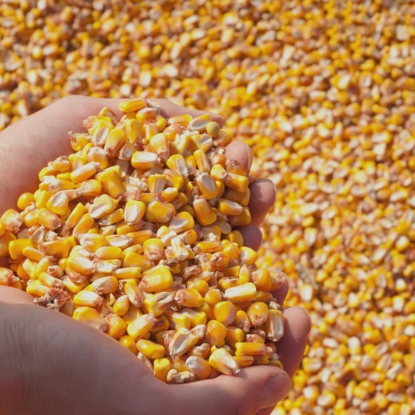 Yellow corn 2